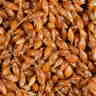 Зерновая смесь MINENKO Wild Wheat (4кг) Дикая пшеница